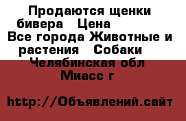 Продаются щенки бивера › Цена ­ 25 000 - Все города Животные и растения » Собаки   . Челябинская обл.,Миасс г.